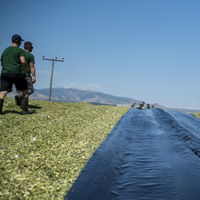 Installation of HITEC’s Combi Barrier silage film over forage pile