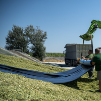 Installation of HITEC’s Combi Barrier silage film over forage pile