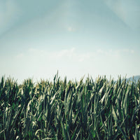 Corn field ready for harvest