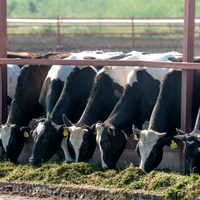 Cows feeding on green silage, supported by HITEC’s silage solutions