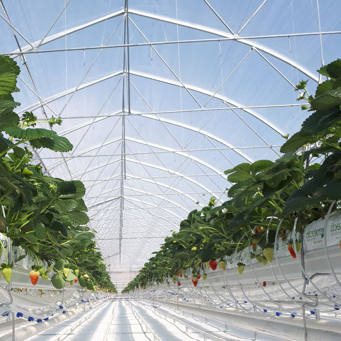 Greenhouse films by HITEC