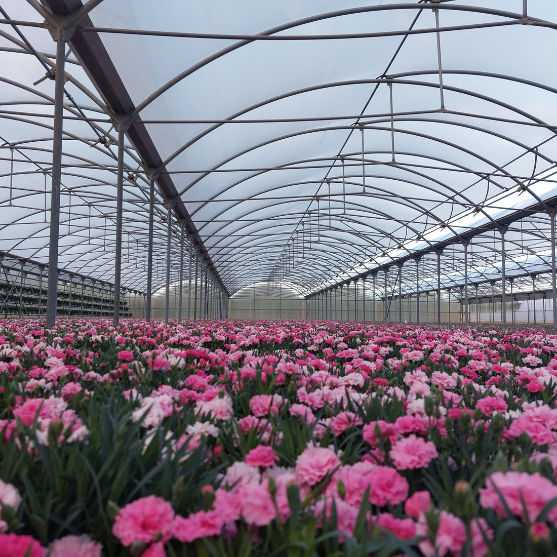 Greenhouse films by HITEC