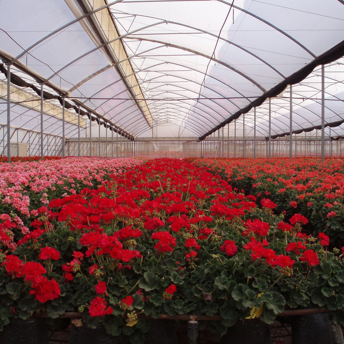 Greenhouse films by HITEC