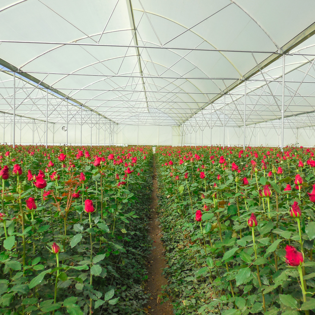 Greenhouse films by HITEC
