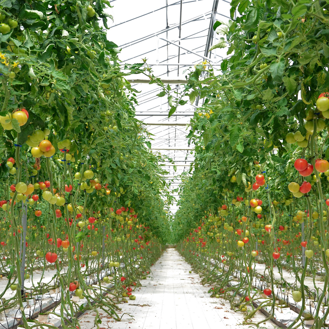 Greenhouse films by HITEC