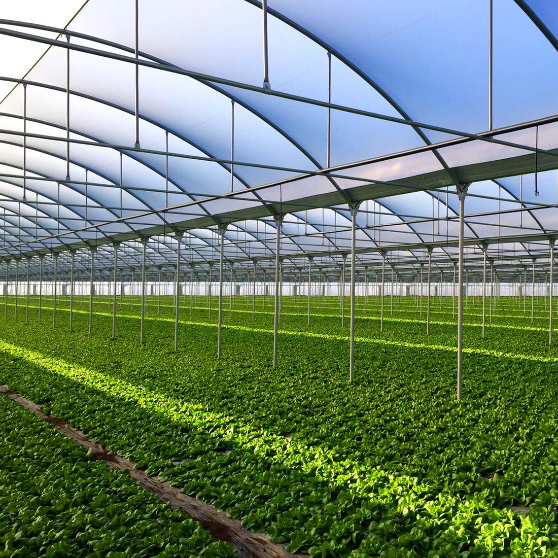 Greenhouse films by HITEC