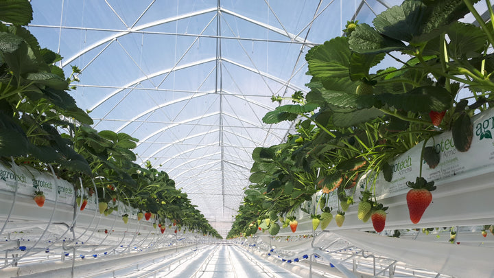 Summer strawberry planting