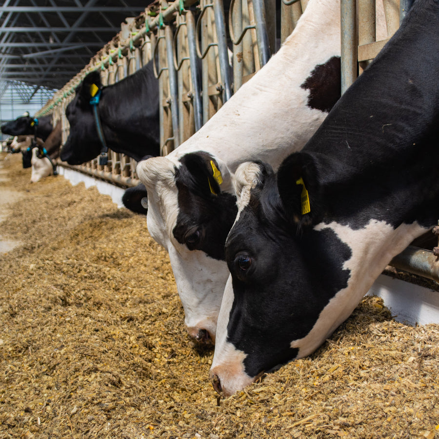 Livestock & Warehouse Buildings