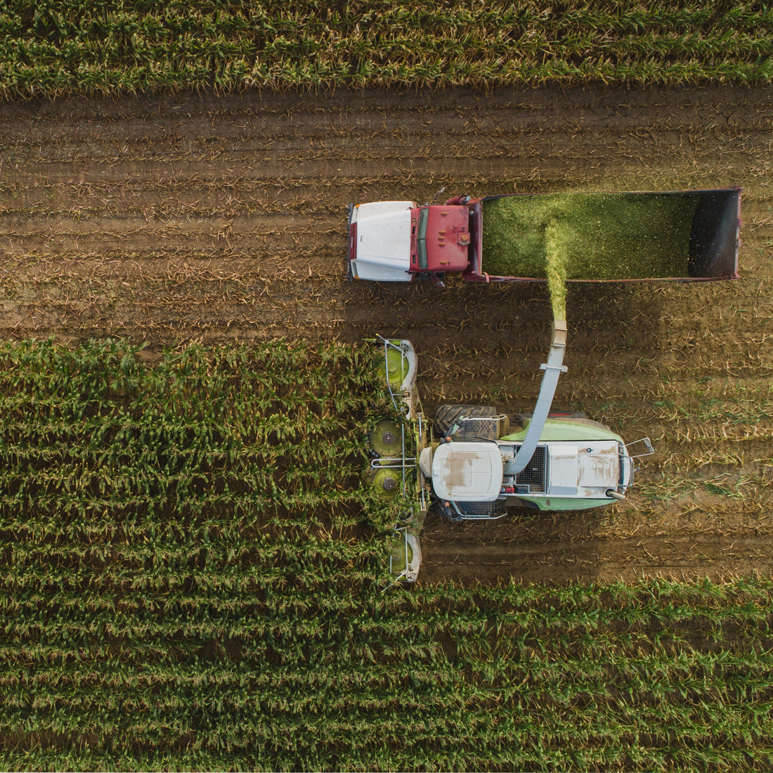 Corn field harvested