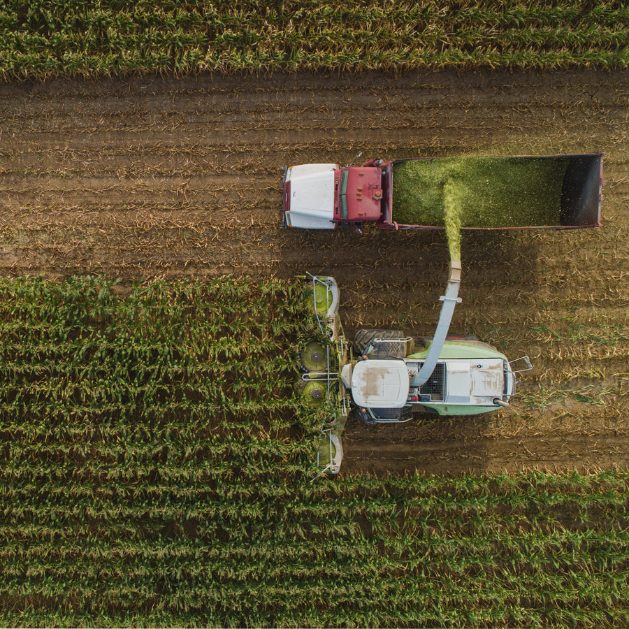 Corn field harvested