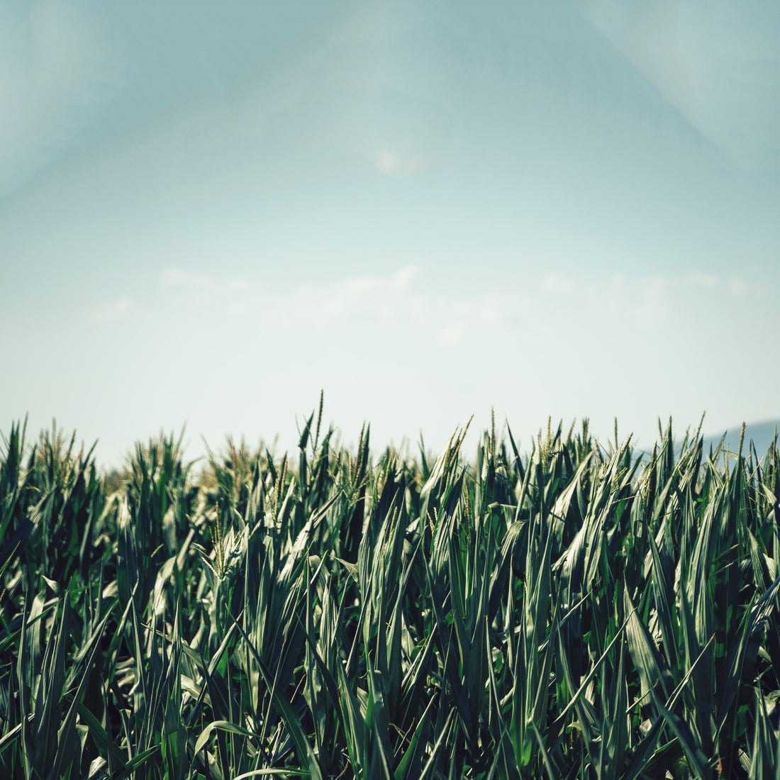Corn field ready for harvest