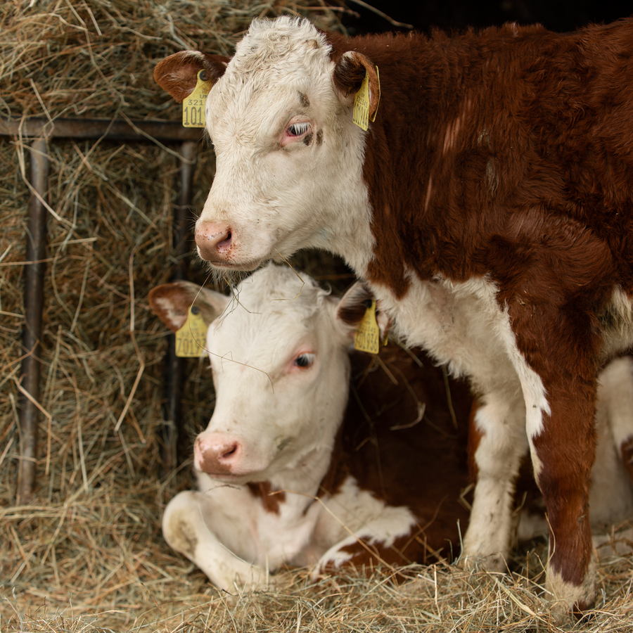 Cows in farm feeding with hay and silage