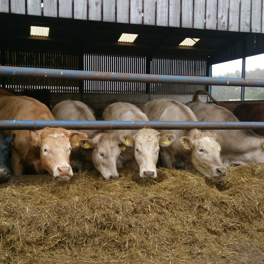 Cows eating hay and silage