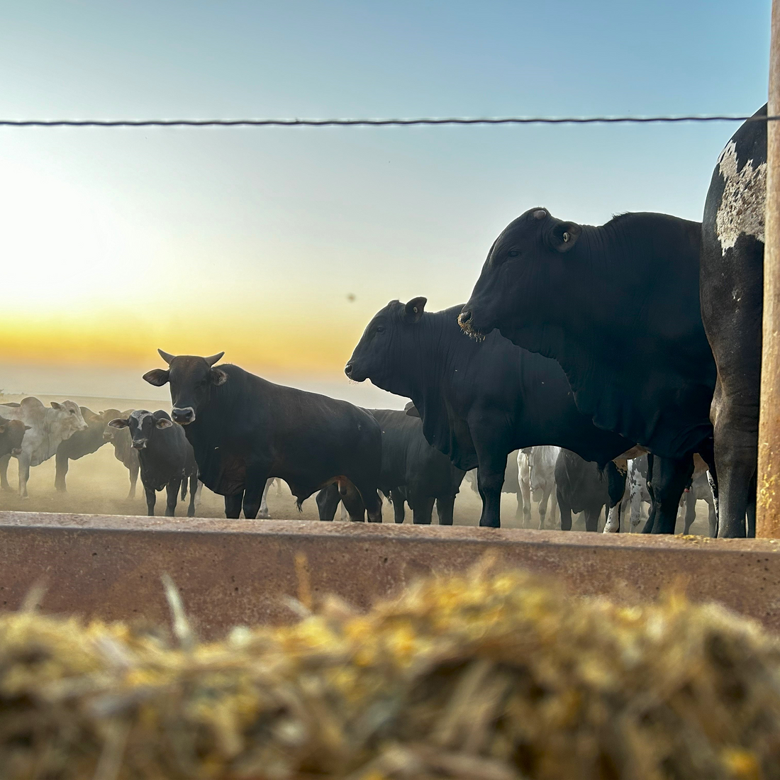 Herd of black cows in a dusty field at sunset - HITEC’s silage solutions for livestock feeding