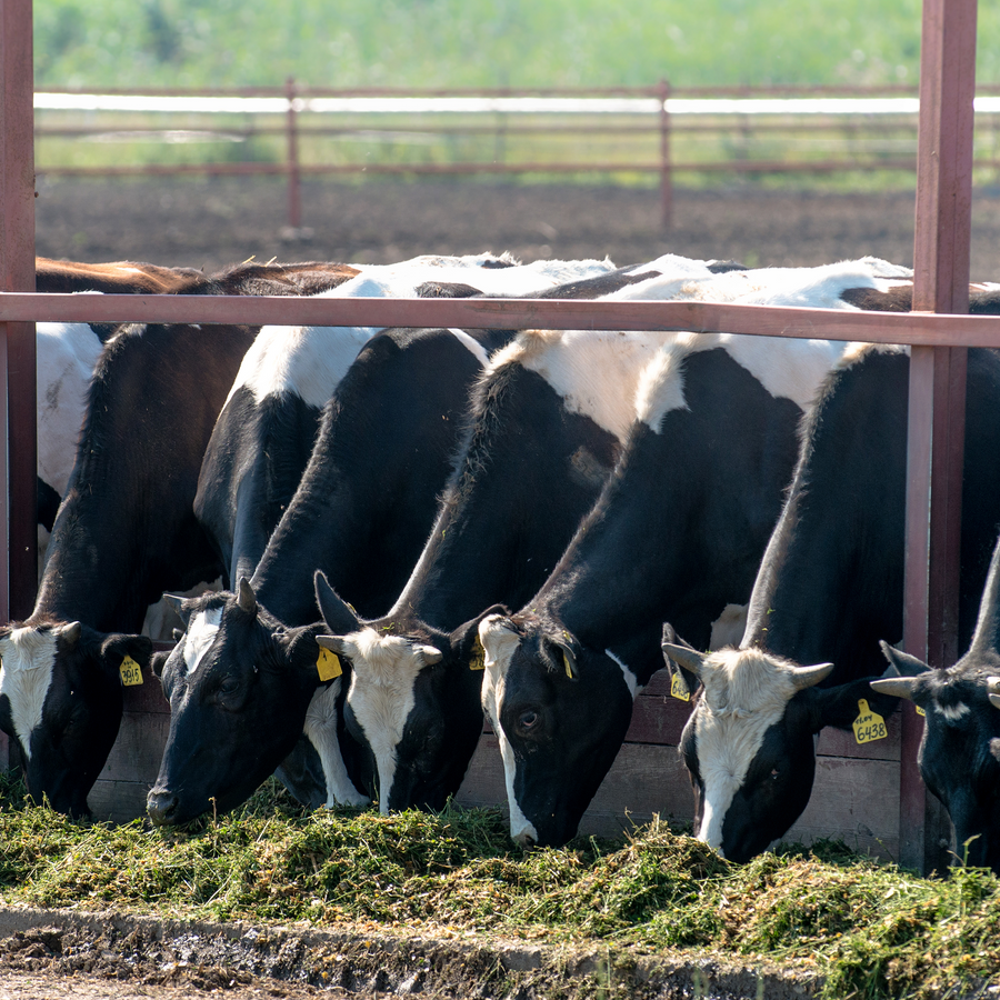 Cows feeding on green silage, supported by HITEC’s silage solutions