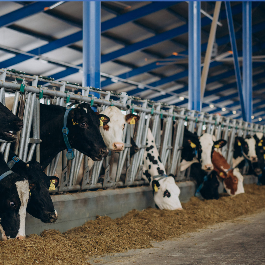 Livestock & Warehouse Buildings