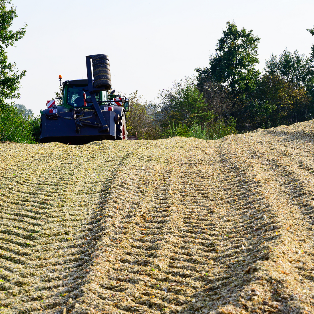 Corn and Silage during placement