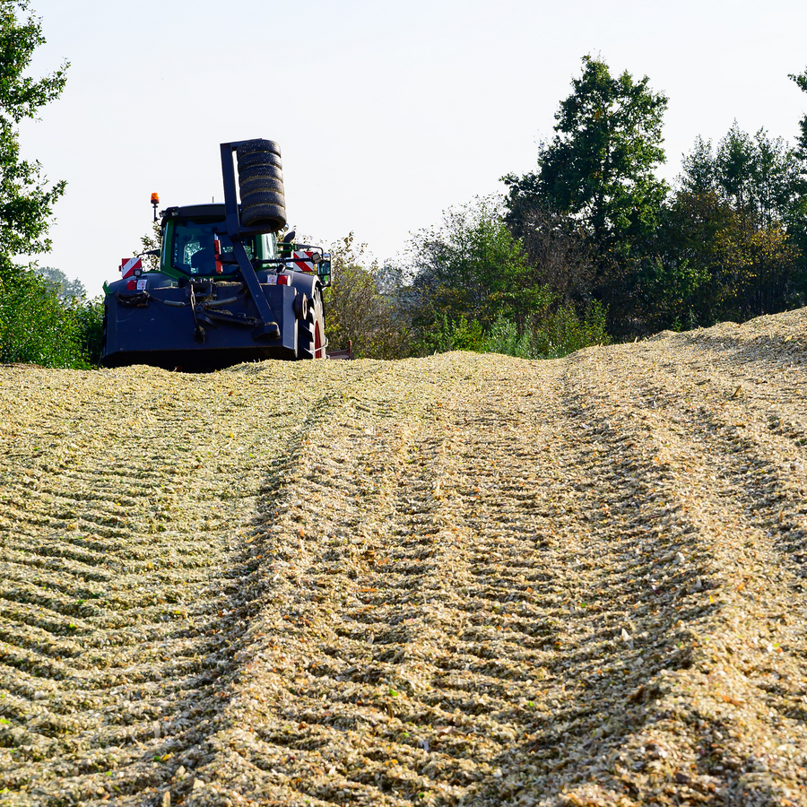 Corn and Silage during placement