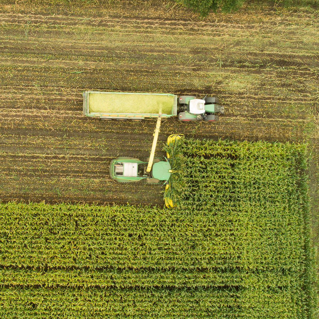 Tractor harvesting a field for silage feed