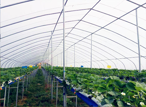 Summer strawberry planting