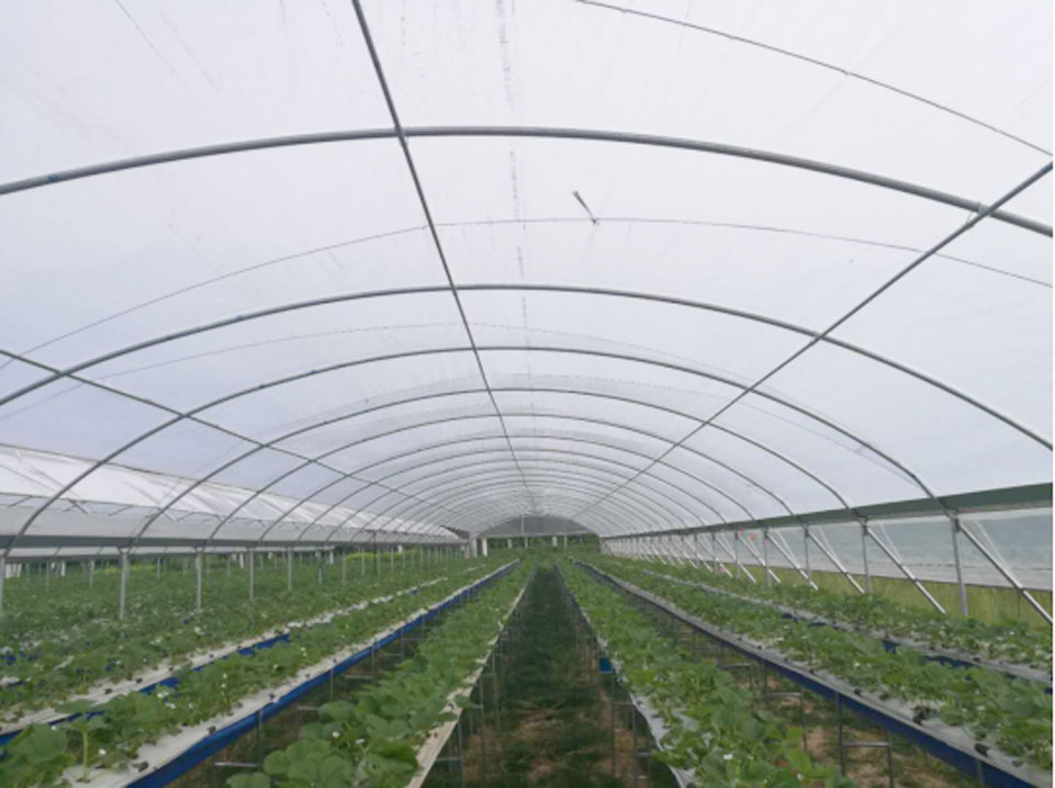 Summer strawberry planting