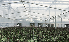 Greenhouse films