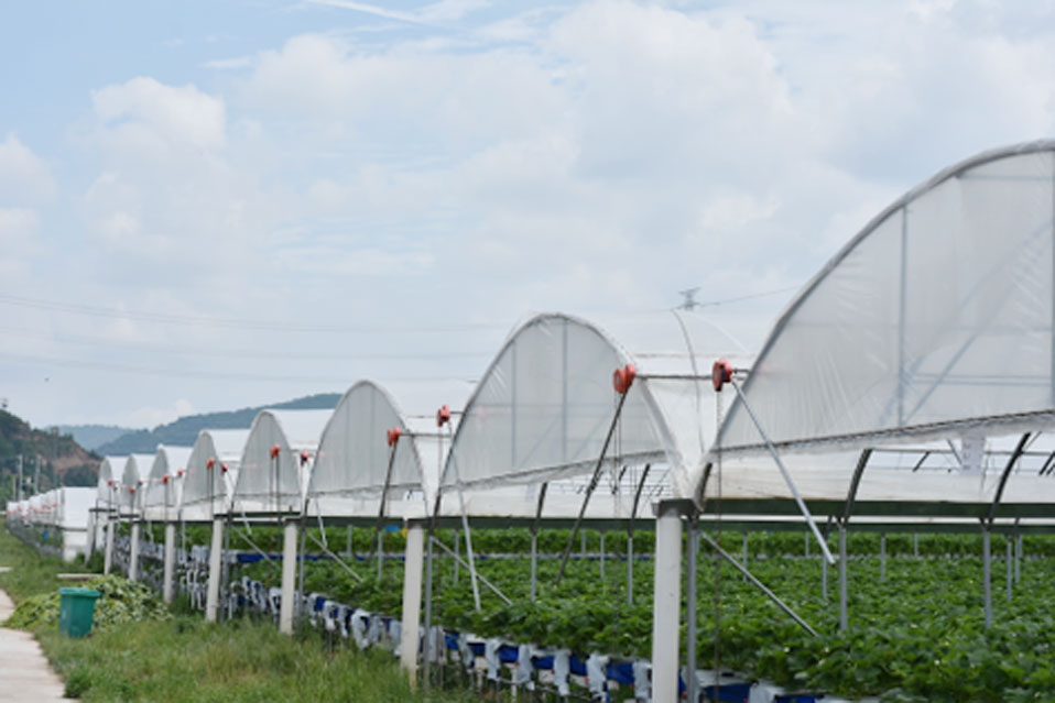 Summer strawberry planting