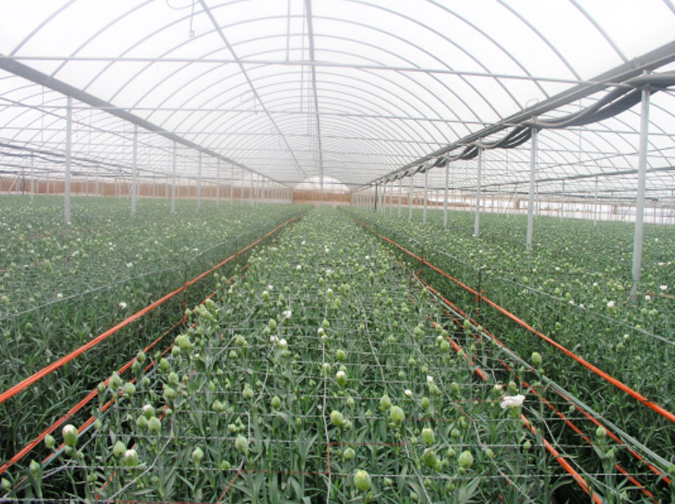 Flower cultivation