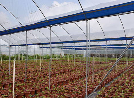 Flower cultivation