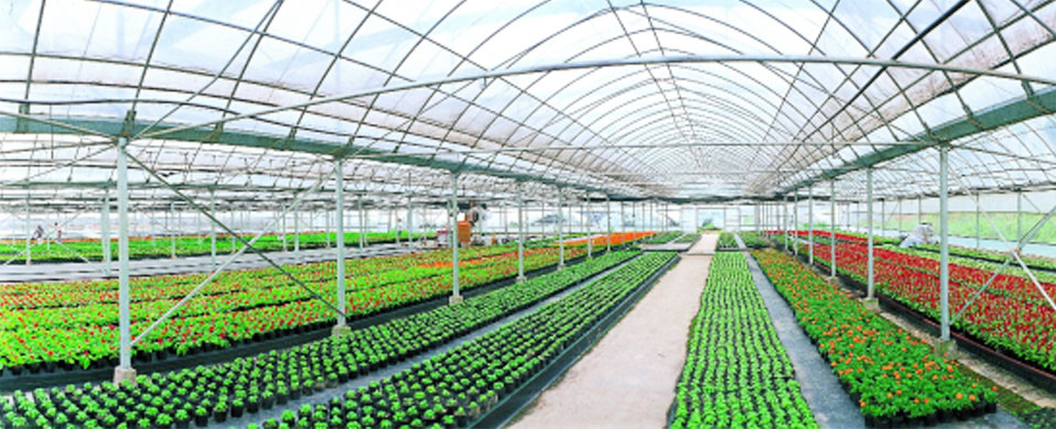 Flower cultivation