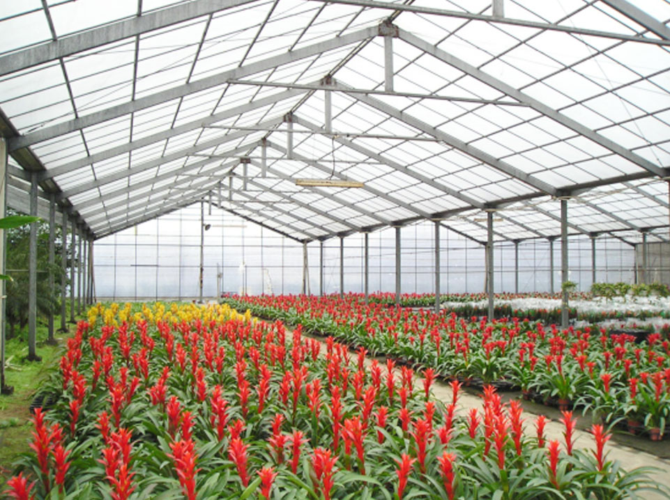 Flower cultivation